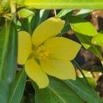 Ludwigia adscendens Flower