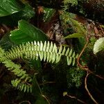 Nephrolepis undulata Blatt