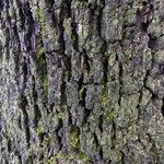 Quercus rotundifolia 树皮