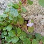 Cymbalaria muralisFlors