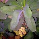 Euphorbia milii Hoja