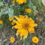 Tithonia tubaeformis Blüte