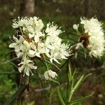 Rhododendron tomentosum Fiore