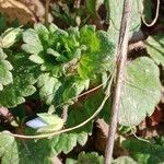 Veronica polita Leaf