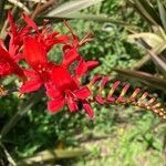 Crocosmia x crocosmiiflora Flor