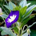 Convolvulus tricolor 花