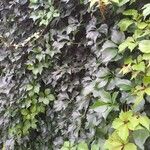 Parthenocissus quinquefoliaList