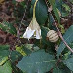 Rothmannia whitfieldii Flower