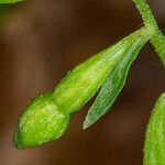 Epipactis phyllanthes Kukka