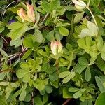 Lotus corniculatus Feuille