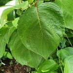 Cornus rugosa Feuille