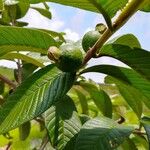 Psidium guajava Плод