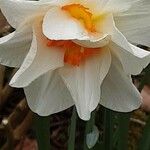 Narcissus tazetta Kwiat