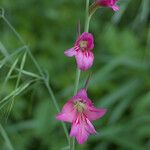 Gladiolus × byzantinus Blomst