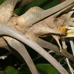 Schefflera morototoni Cortiza