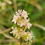 Valeriana celtica Flower