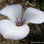 Calochortus invenustus Květ