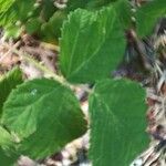 Rubus canescens 葉