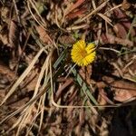 Tussilago farfara Flor