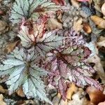 Begonia rex Leaf