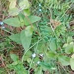 Myosotis scorpioides Habitus