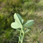 Trifolium squamosum Blatt