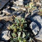 Artemisia umbelliformis Blad