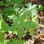 Geranium endressiiLeaf