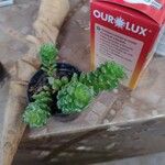 Sedum oreganum पत्ता