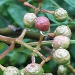 Zanthoxylum simulans 果實