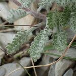 Achillea nana Fuelha