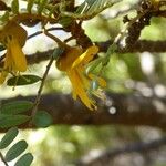 Sophora denudata Цвят