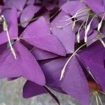 Oxalis triangularis पत्ता