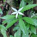 Hippobroma longiflora Virág