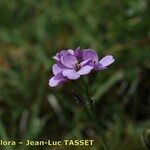 Cardamine crassifolia 花