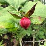 Trillium cernuum Fruit