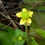 Ranunculus ophioglossifolius Fula