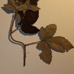 Rubus canescens 葉