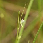 Utricularia uliginosa Çiçek