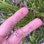 Panicum simile Flower