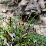 Carex digitata Kukka