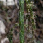 Crucianella latifolia Λουλούδι