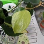 Philodendron cordatum Yaprak