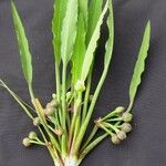 Limnocharis laforestii Otro