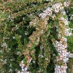 Cotoneaster microphyllus Çiçek