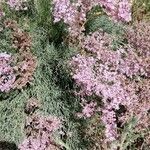 Limonium caesium Otro