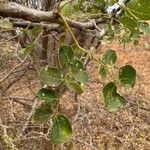 Albizia anthelmintica Leaf