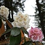 Rhododendron arizelum Flower