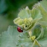 Alchemilla mollis 葉