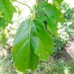 Tetradium daniellii Blatt